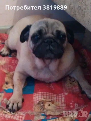 Женски мопс с родословие , снимка 1