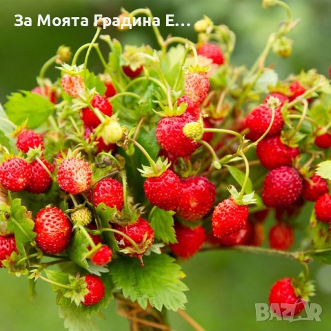 Горска ягода - Регина