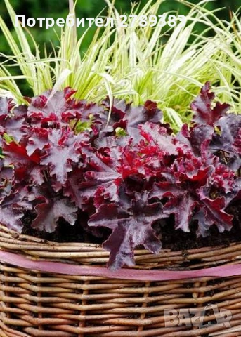 Хойхера , снимка 2 - Градински цветя и растения - 53444124