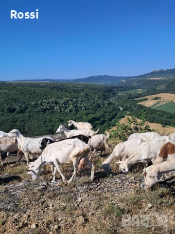 ЗРЯЛО КОЗЕ СИРЕНЕ;птиче месо/ домашно, снимка 7 - Домашни продукти - 46237896