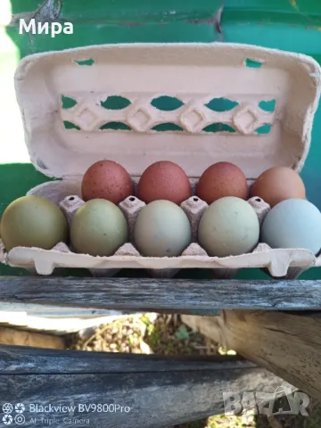 Яйца за люпене , снимка 3 - други­ - 44111631