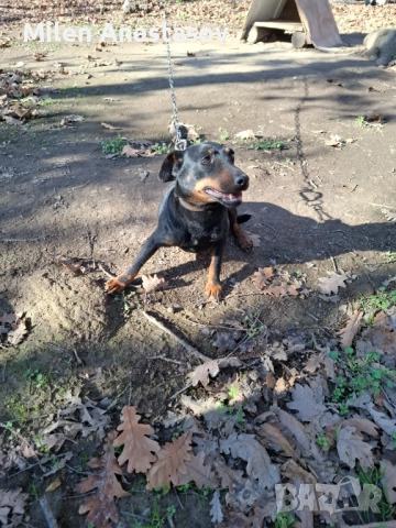 Ягтериери 2 бр, снимка 3 - Ягдтериер - 52793411