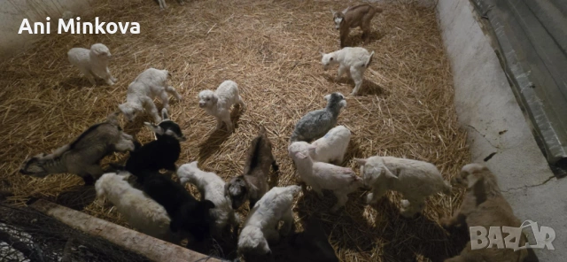 Продавам ярета на добра цена на няколко дни са, перфектен дамазлък за повече информация на посочения, снимка 4 - Кози - 53387632