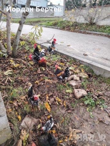 Японски петлета, снимка 14 - други­ - 48949968