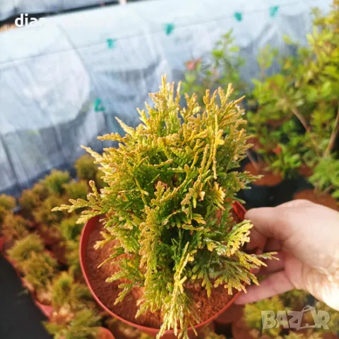 Златиста западна кълбовидна туя, Thuja occidentalis „Golden globe“, снимка 9 - Градински цветя и растения - 48030211