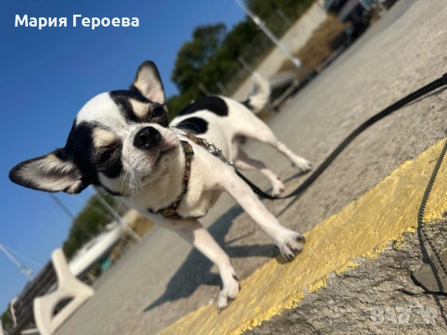 Чихуахуа женско, снимка 7 - Чихуахуа - 53170076