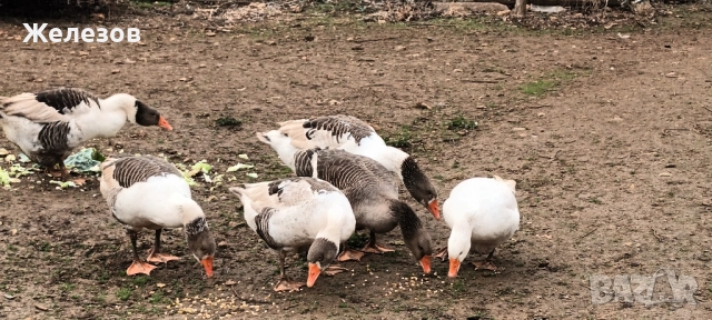 Гъски За БАРТЕР 