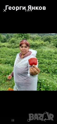 Ягоди, снимка 3 - Разсади - 53651366