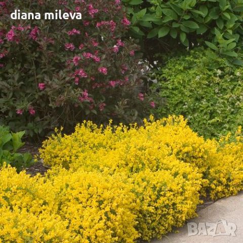 Гениста,  Genista Lydia, многогодишен, листопаден храст!!, снимка 4 - Градински цветя и растения - 45514955