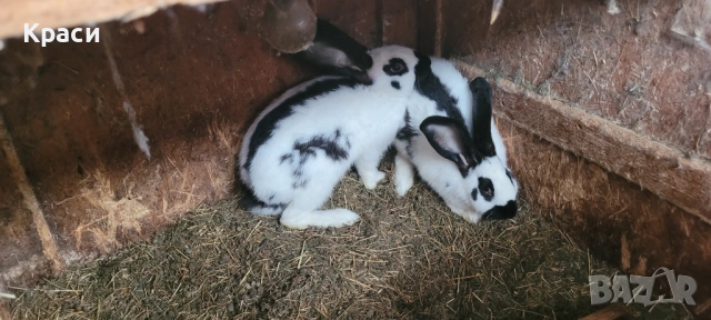 Зайци , снимка 6 - Други животни - 42568244