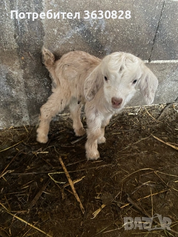 Продавам новородени малки сукалчета , снимка 4 - Други животни - 53746407