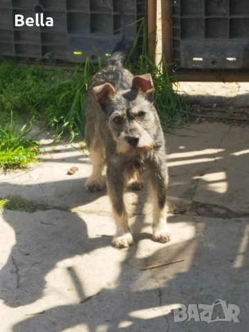 Мини шнауцер , снимка 12 - Други - 54053419