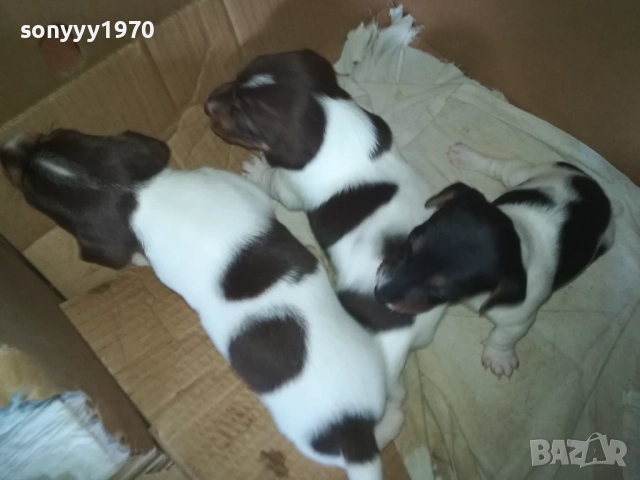 ПРОДАВАМЕ КУТРЕТА-ДЖАК РЪСЕЛ 250ЛВ ЗА 1БР 0309250738, снимка 6 - Джак ръсел териер - 51587007