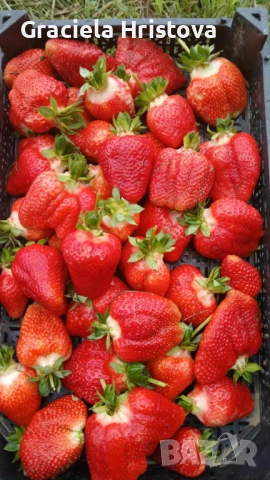 Продавам качествен разсад ягоди тел 0887 488 357 , снимка 14 - Градински цветя и растения - 53465590