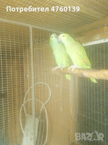 синьо чела Амазона двойка, снимка 3 - Папагали - 53814846