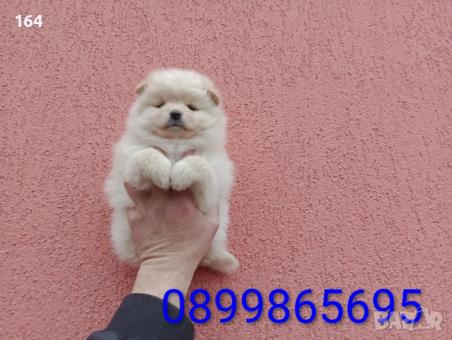 Бели и кремави Шпицлета. , снимка 7 - Немски шпиц - 53917502