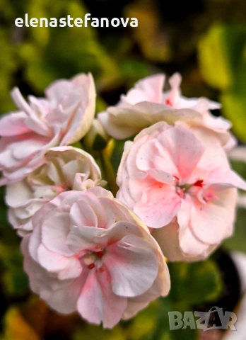 К-т от две сортови мушката (пеларгонии), снимка 2 - Стайни растения - 54185963