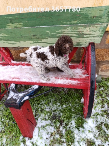 Логото романоел, снимка 2 - Кокер шпаньол - 52895938