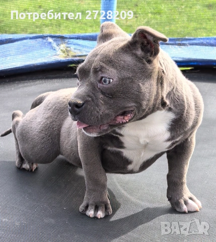 Американско Були Покет/American Bully Pocket , снимка 7 - Питбул - 52860044