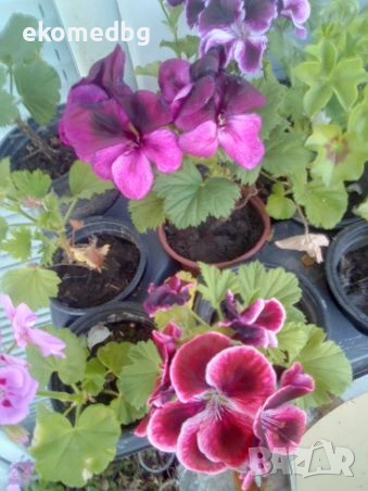 Мушкато Сакъзи и Кралско мушкато, снимка 5 - Градински цветя и растения - 53944126