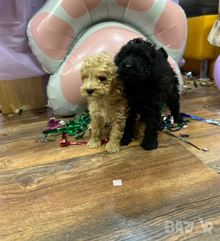 Пудел той , снимка 5 - Пудели - 54304022