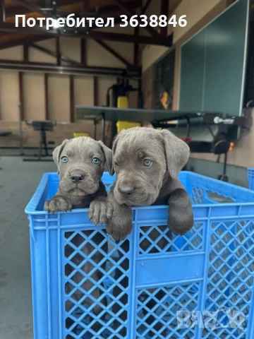 Кане корсо, снимка 2 - Кане корсо - 50833146