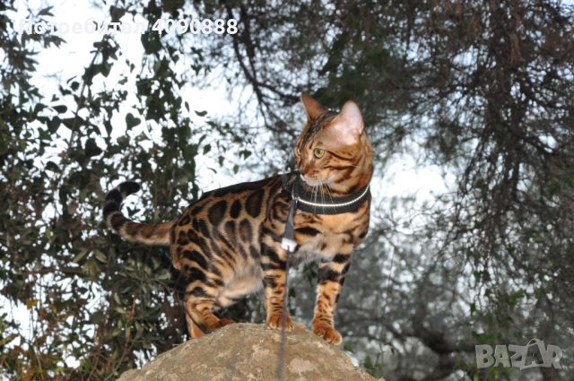 Бенгалски котета, снимка 2 - Други - 45635623