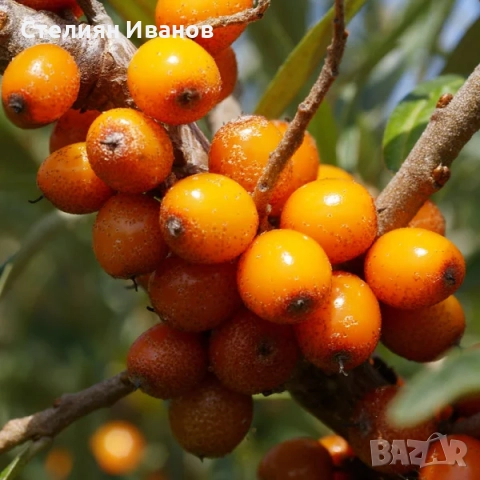 Облепиха, ракитник, сибирски ананас, морски зърнастец (Hippophae rhamnoides), снимка 2 - Градински цветя и растения - 52354345