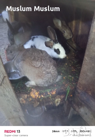 Zaici , снимка 2 - Други - 54212482