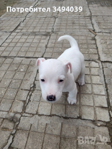 Джак Ръсел Териер , снимка 3 - Джак ръсел териер - 54012486