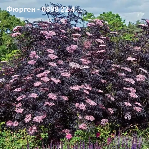 Черен Бъз - Ева (Sambucus nigra 'Eva' BLACK LACE), снимка 6 - Разсади - 51077243