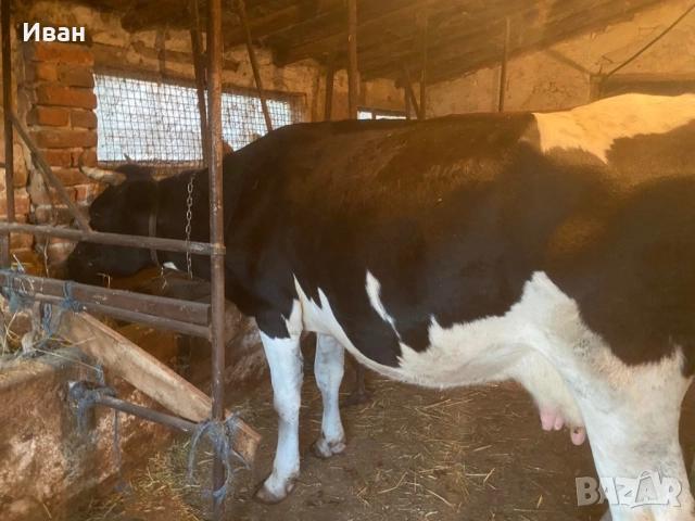 Бремена крава в 7 месец за трето теле , снимка 3 - Крави - 52381840