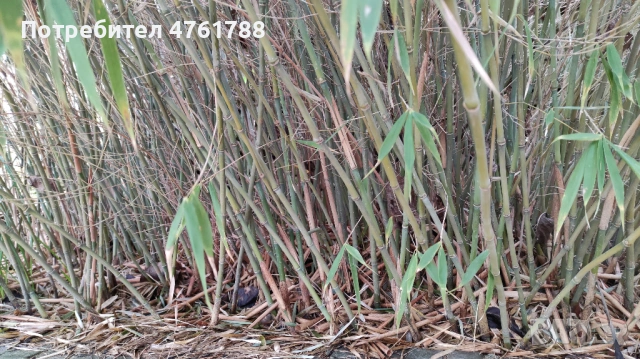 Студоустойчиви бамбуци Fargesia, Phyllostachys, Semiarundinaria, снимка 10 - Градински цветя и растения - 54077874