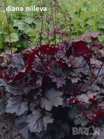  Хойхера Дворцово лилаво, Heuchera "Palace Purple"!!, снимка 1 - Градински цветя и растения - 46175493