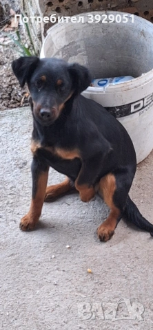 Продавам ягдтериер, снимка 3 - Ягдтериер - 53889726