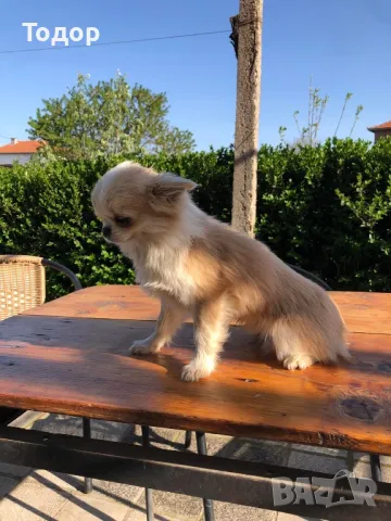 Продавам мини чихуахуа , снимка 4 - Чихуахуа - 50056679