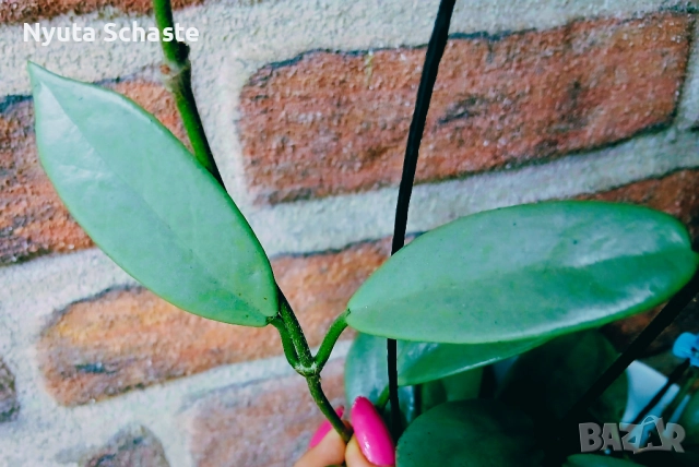 Хоя .Hoya Wilbur Graves Silver , снимка 2 - Стайни растения - 52526427