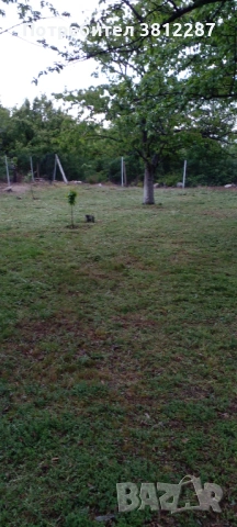 Рязане на асми, лозе и косене на трева за 1 Декър 70 евро . , снимка 7 - Други почистващи услуги - 53704400