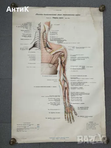 Комплект Соц Медицински Плакати 1951 година, снимка 2 - Антикварни и старинни предмети - 49938826