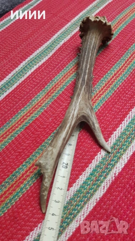 Рог от сръндак 3, снимка 2 - Антикварни и старинни предмети - 52166308