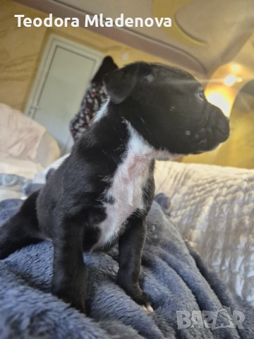 Продавам питбулчета, снимка 7 - Питбул - 53260879