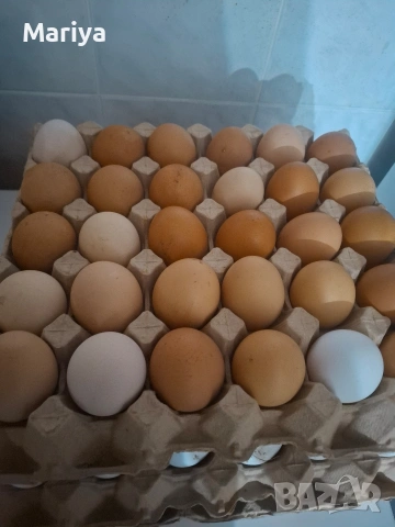 домашни яйца 
