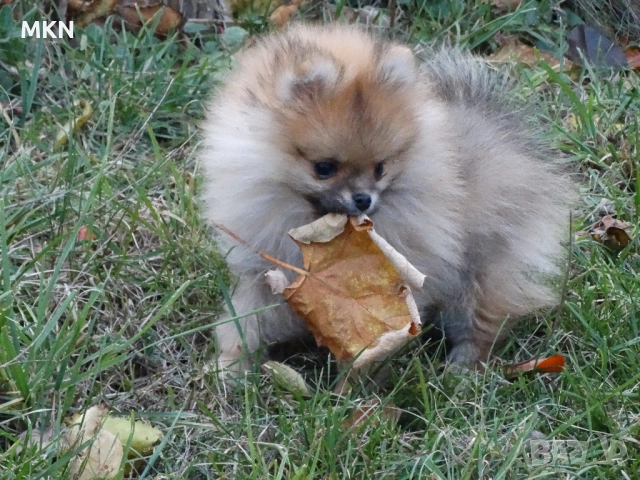 Померан, снимка 8 - Померан - 51940550