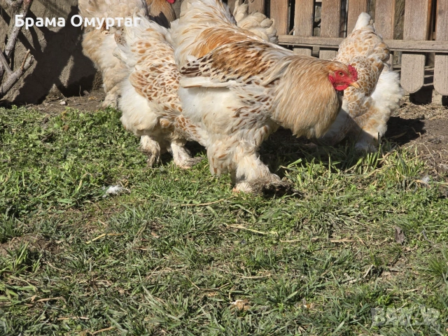 Продавам разплодни яйца от Бяло златна Брама [White gold Brahma], снимка 6 - Кокошки и пуйки - 53811702