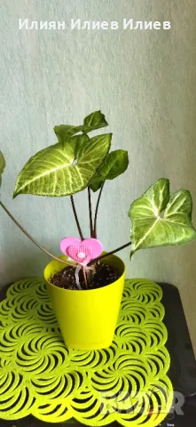 Цветя стайни, снимка 7 - Градински цветя и растения - 49739547