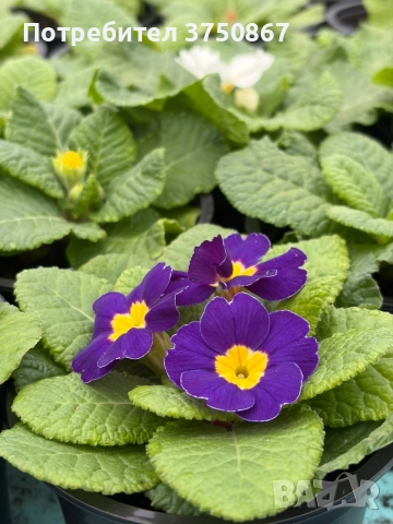 💞🌿🌸 Едроцветна Иглика , снимка 2 - Градински цветя и растения - 52983558