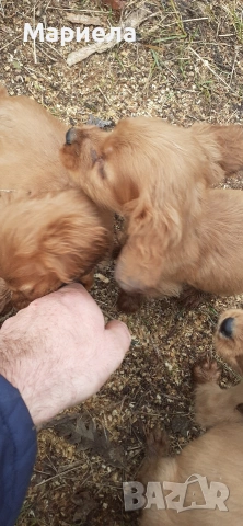 кокери , снимка 2 - Кокер шпаньол - 53399551