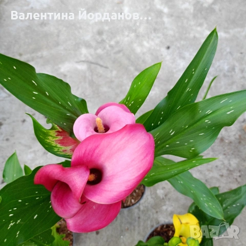 кала три цвята , снимка 2 - Градински цветя и растения - 54250719