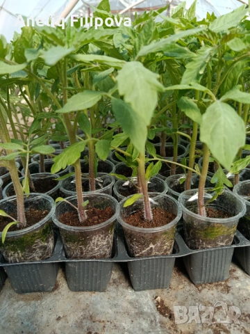 Продавам разсад за РАННИ домати в кофичка и тарелка, снимка 4 - Разсади - 54074773