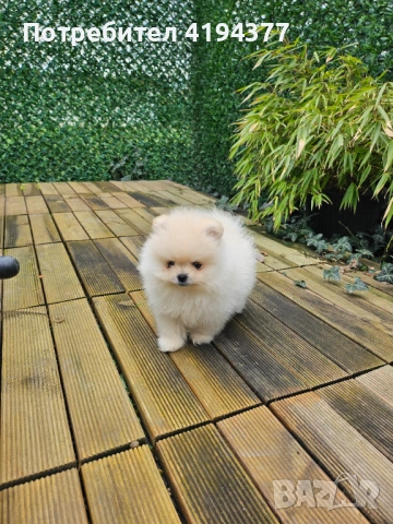 Померан , снимка 4 - Померан - 53560373